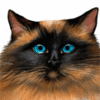 Image Name